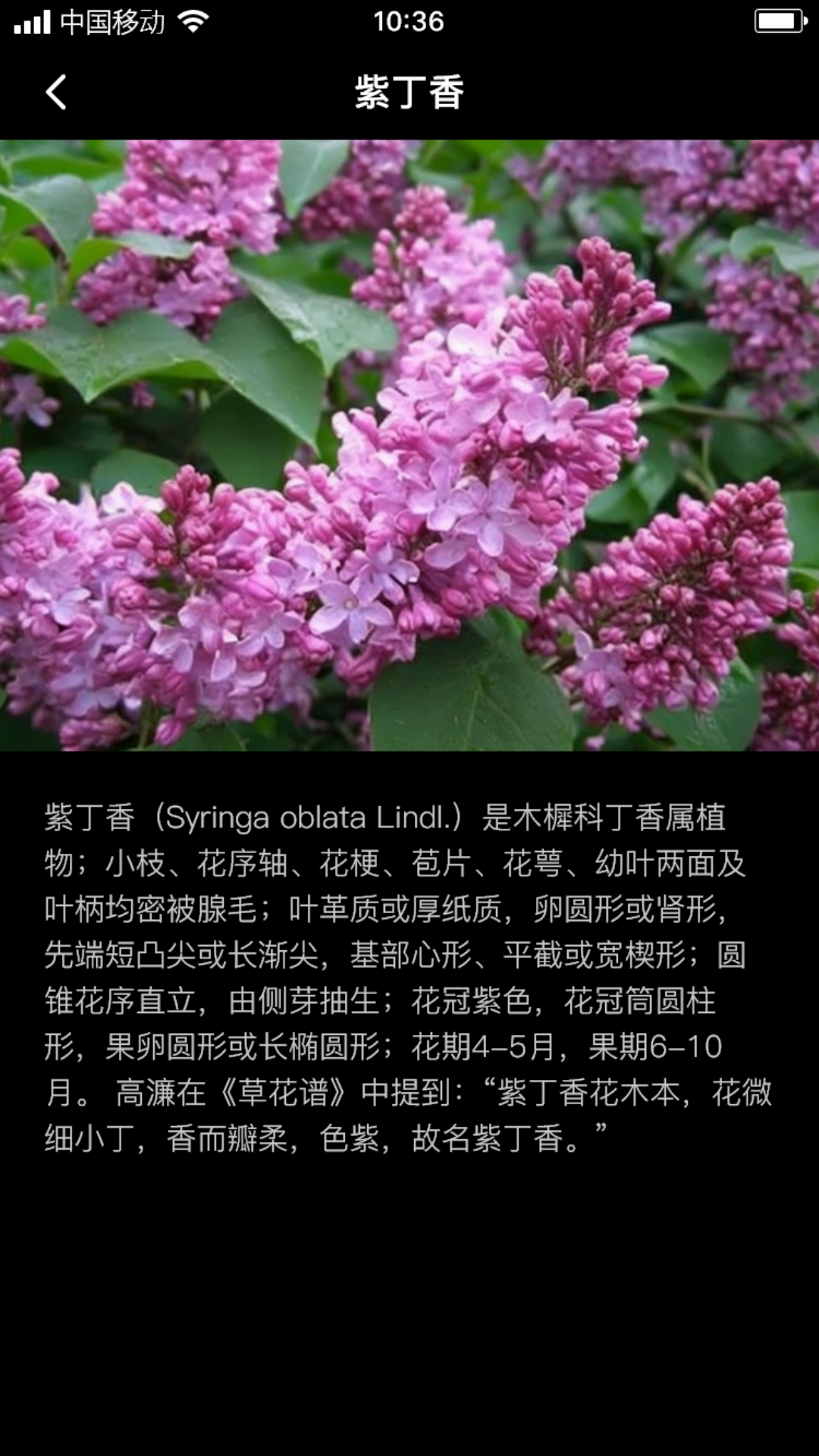 丁香花瓣截图2