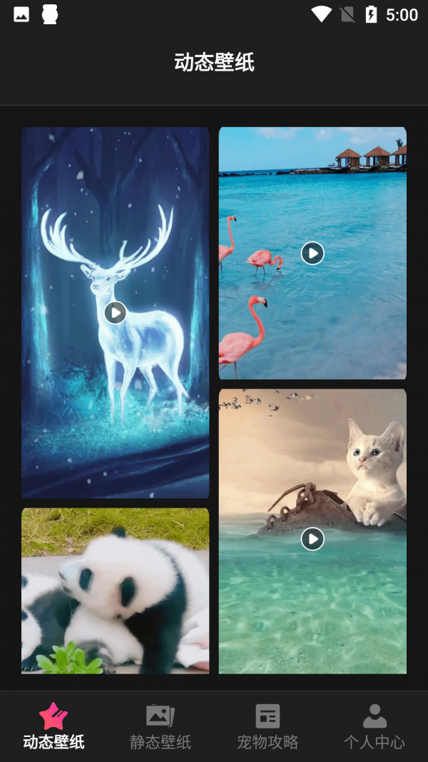 小猫壁纸截图2