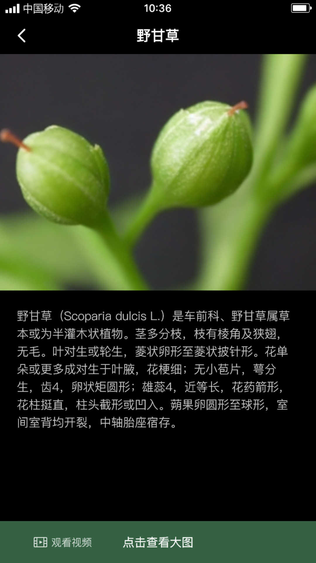 积学草截图1