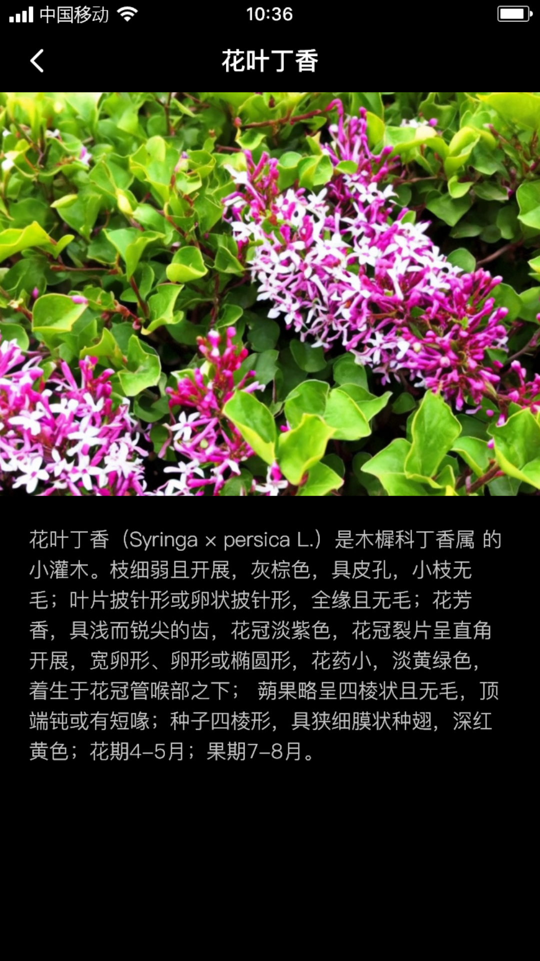 丁香花瓣截图1