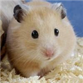 老鼠仓v3高清免费版 v3.0.10